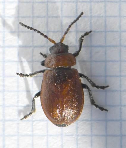 Emarhopa rufa